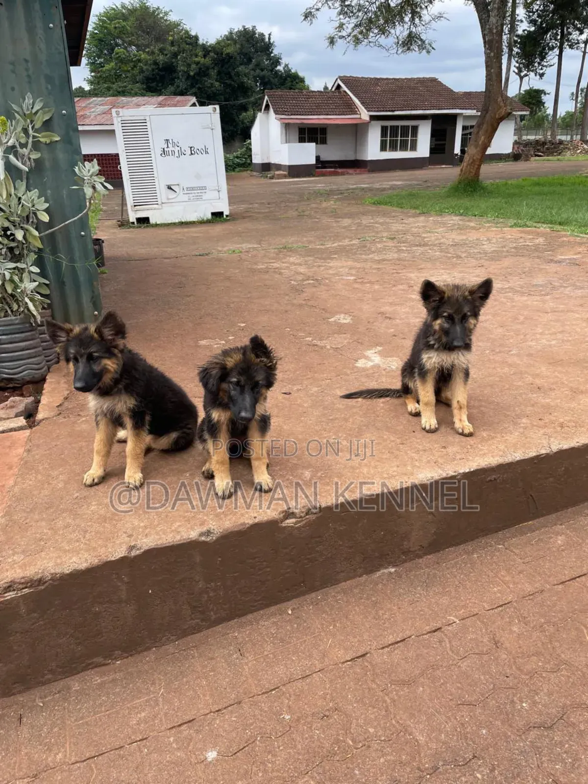 3-6 months Male Purebred German Shepherd