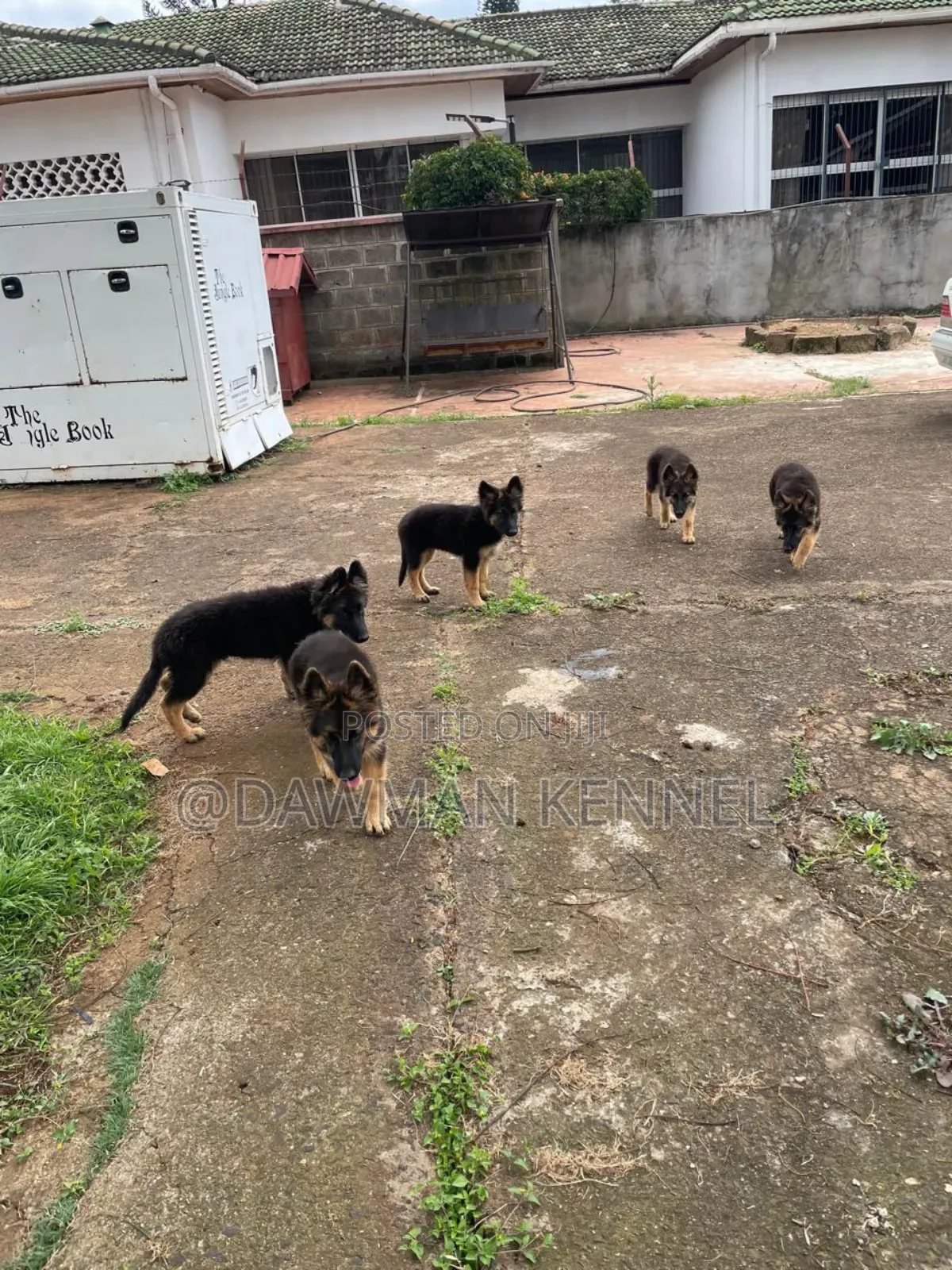 3-6 months Female Purebred German Shepherd