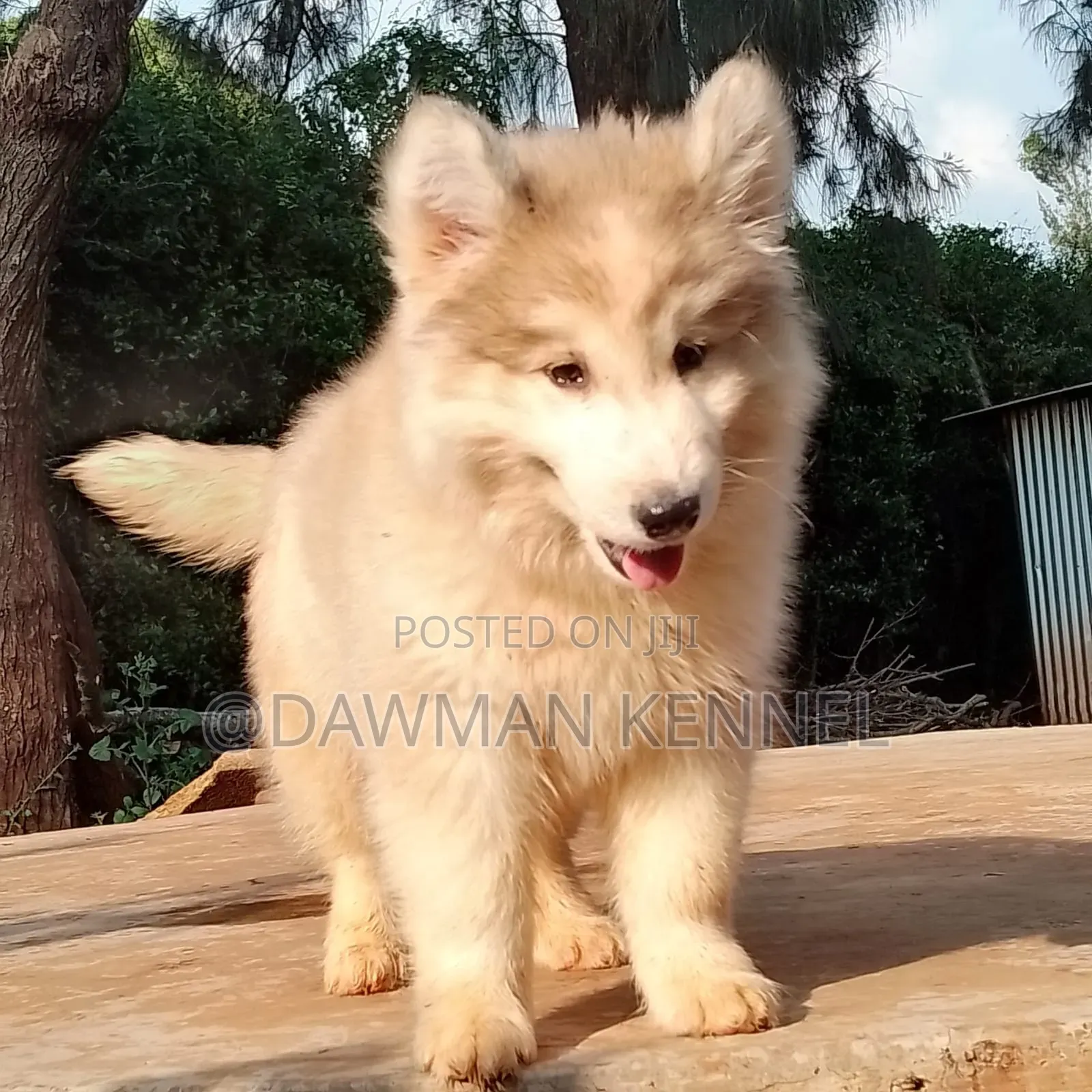 1-3 months Female Purebred Alaskan Malamute