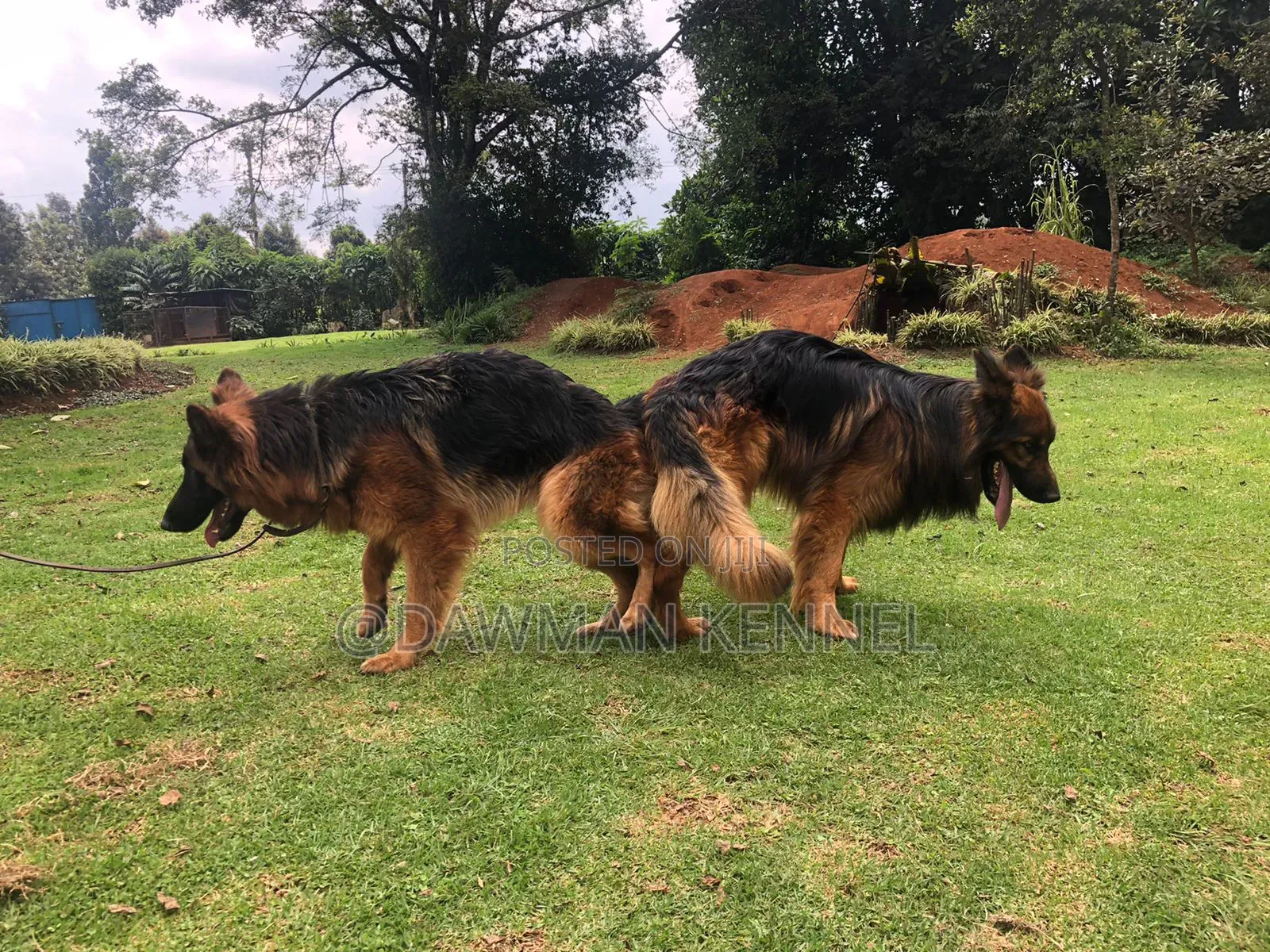 6-12 months Male Purebred German Shepherd
