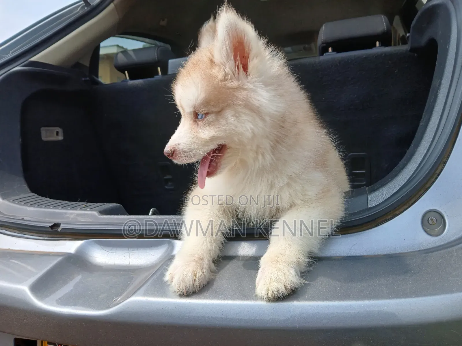 1-3 months Female Purebred Siberian Husky