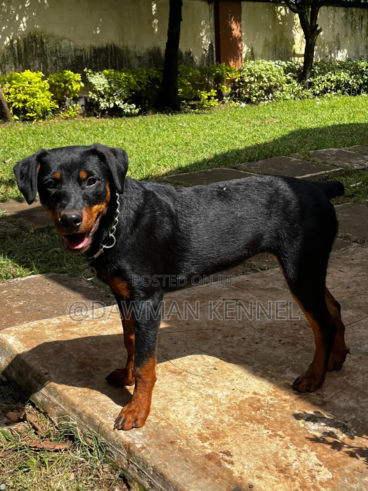 3-6 months Male Purebred Rottweiler