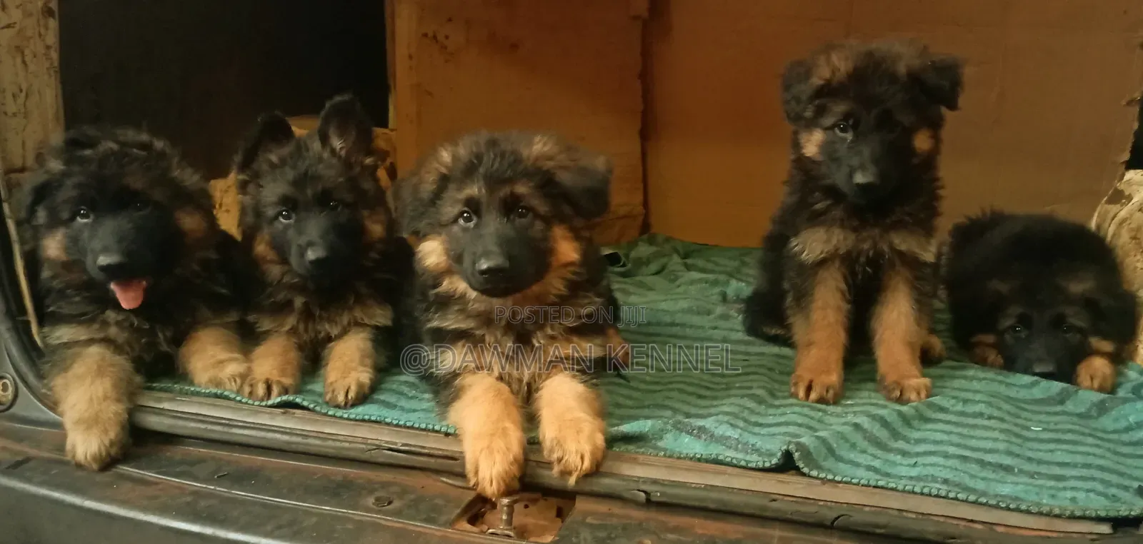 1-3 months Male Purebred German Shepherd