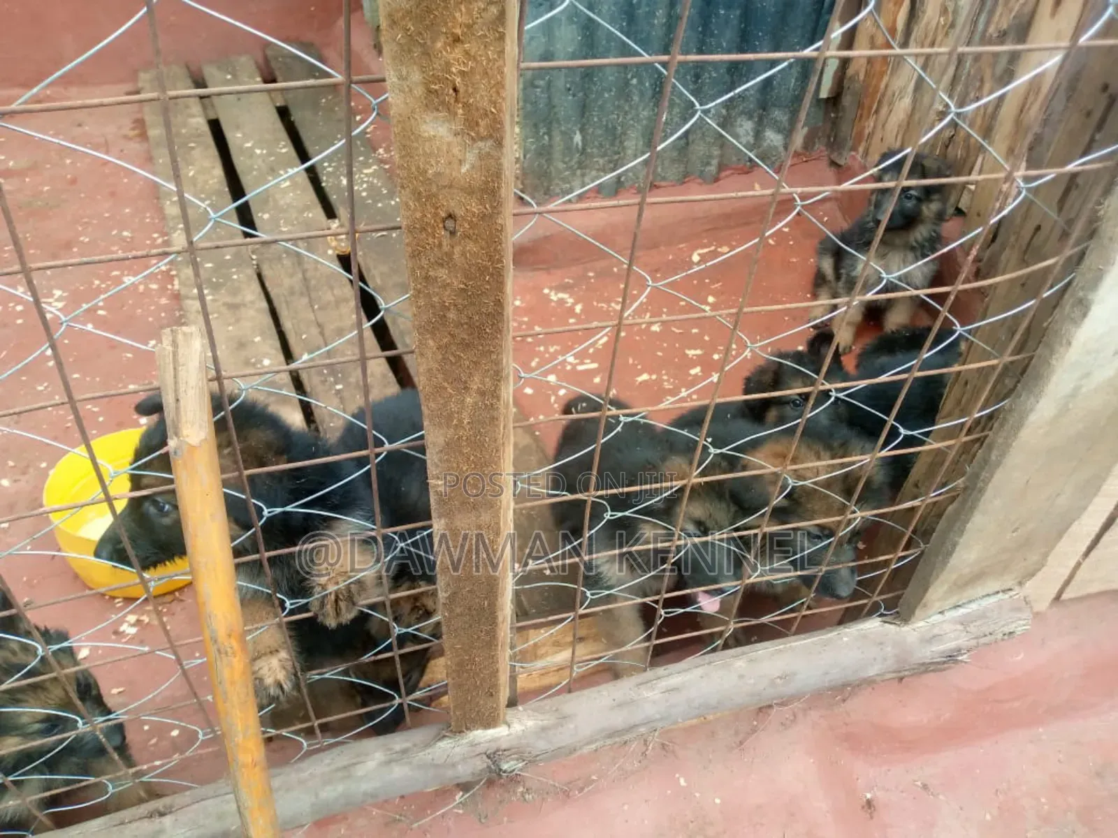 1-3 months Male Purebred German Shepherd