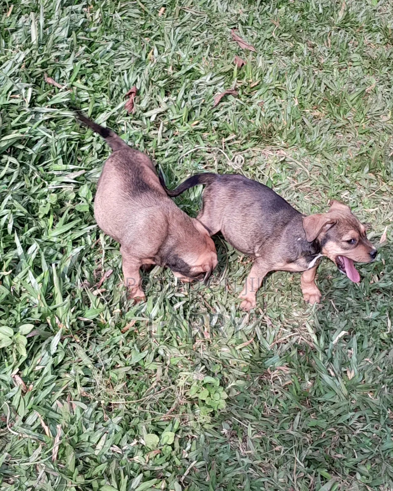 1-3 months Male Purebred Boerboel