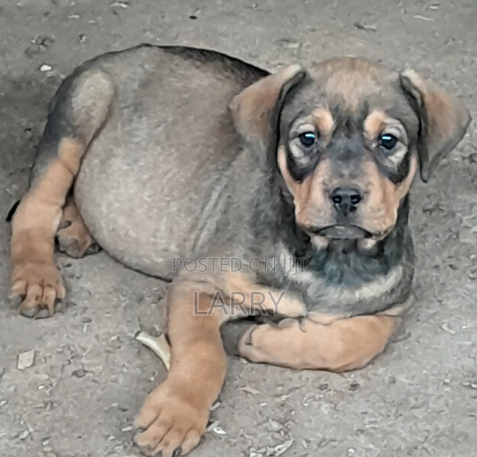 1-3 months Female Purebred Boerboel