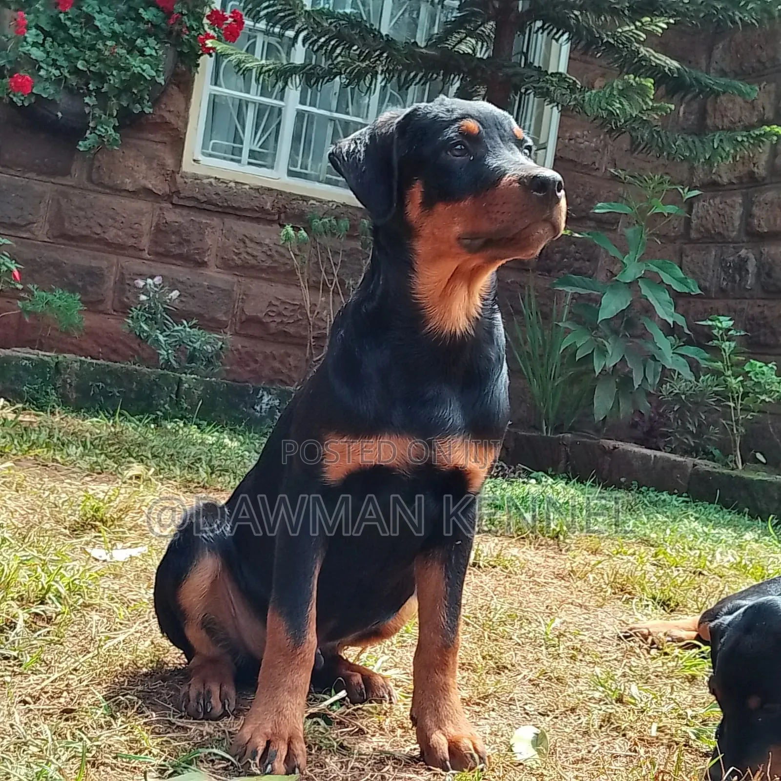 3-6 months Male Purebred Rottweiler