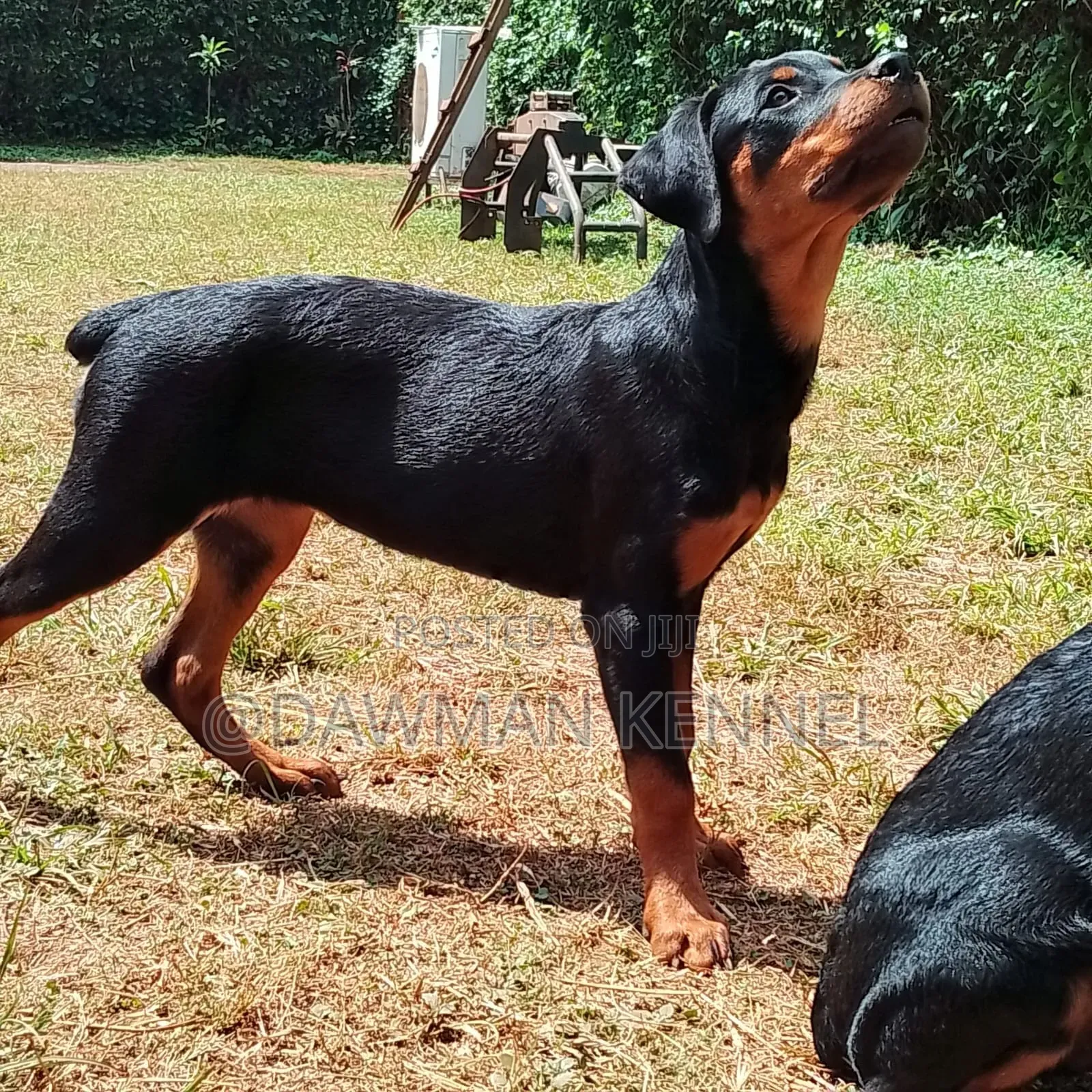 3-6 months Female Purebred Rottweiler