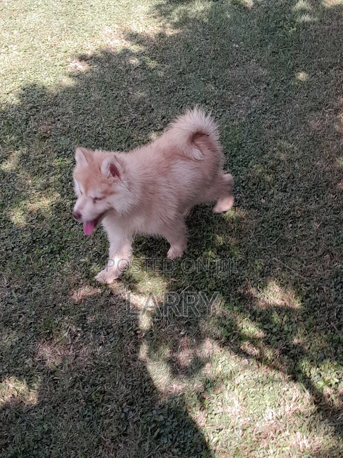 1-3 months Female Purebred Siberian Husky