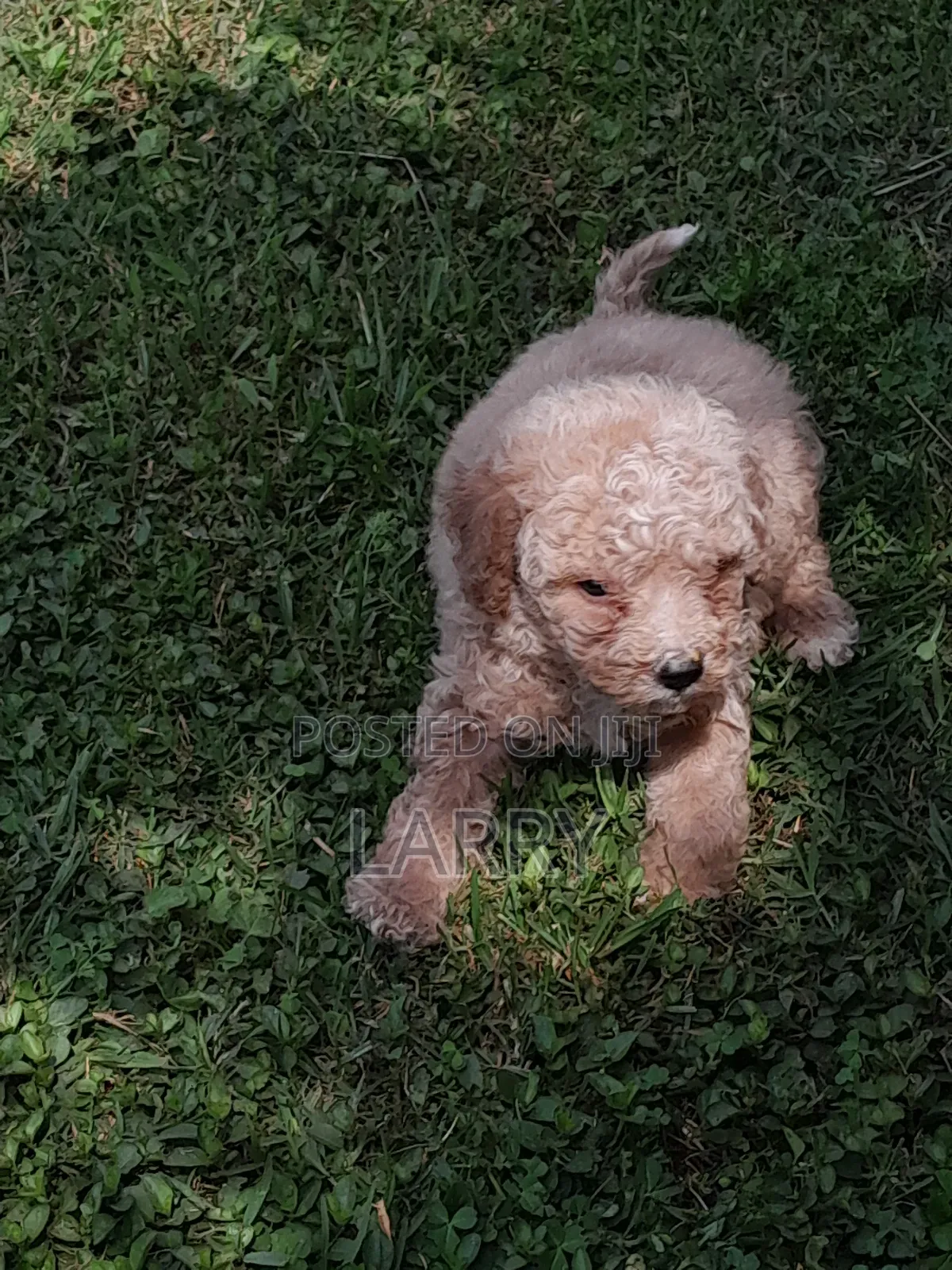 1-3 months Female Purebred Poodle