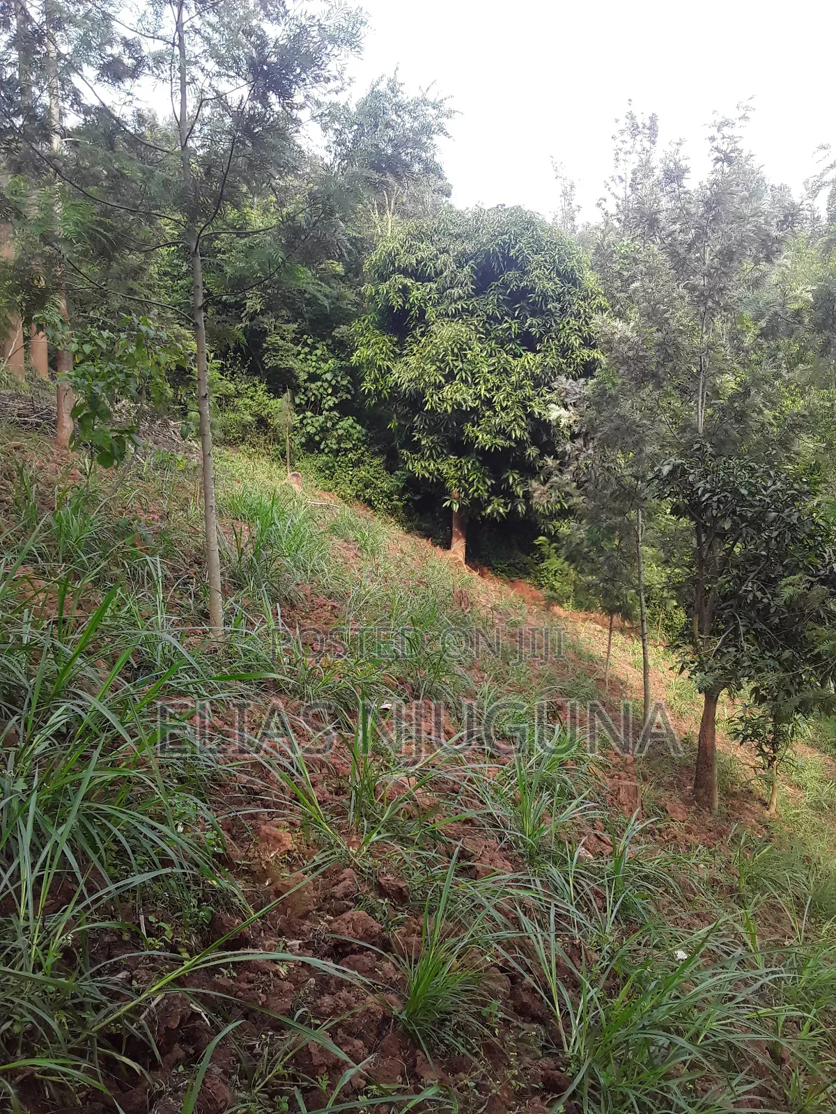 Nyeri Mukurweini 2acres, for Sale.