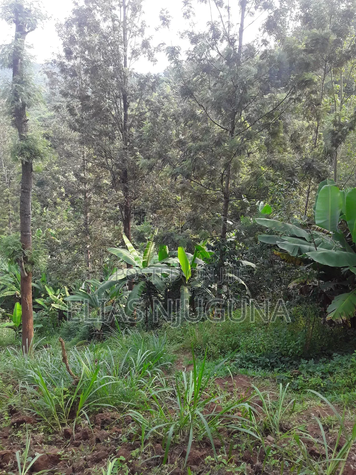 Nyeri Mukurweini 2acres, for Sale.