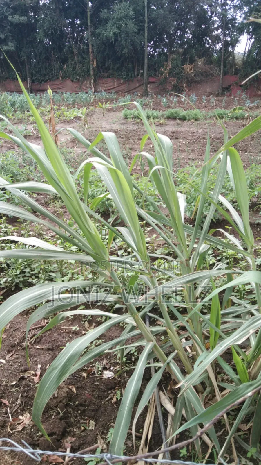 2.5 Acres Naivasha Moi Ndabi, Kongoni Avail Water Electricty