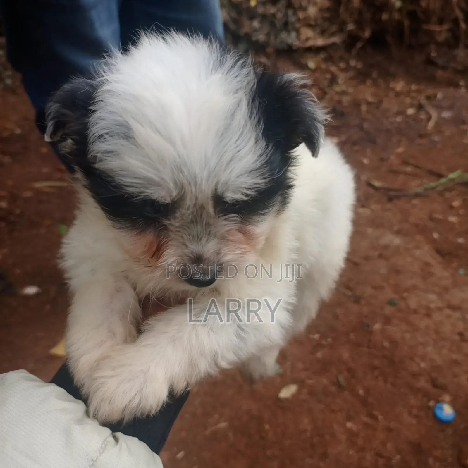 1-3 months Male Purebred Maltese