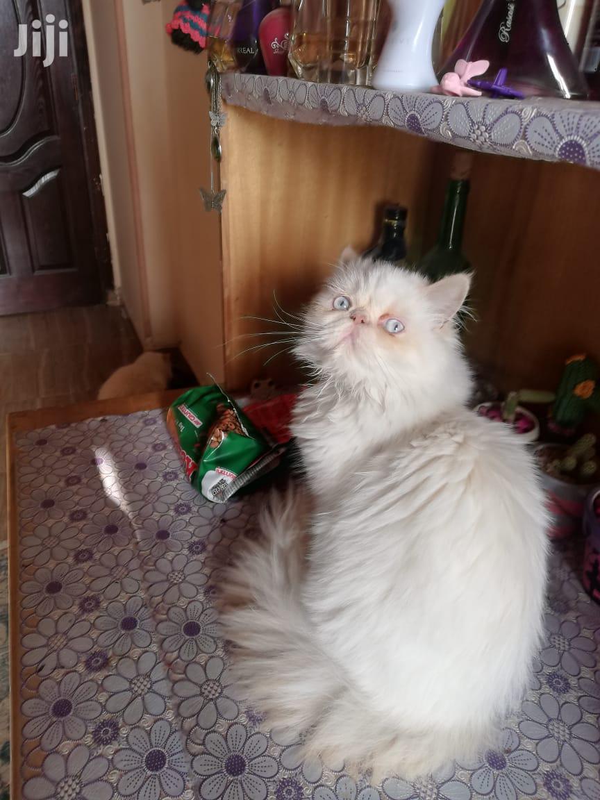 Senior Male Purebred Persian