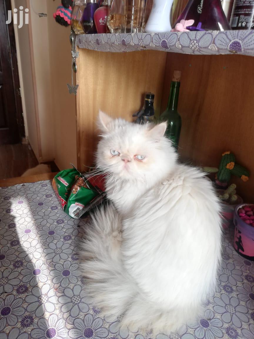 Senior Male Purebred Persian