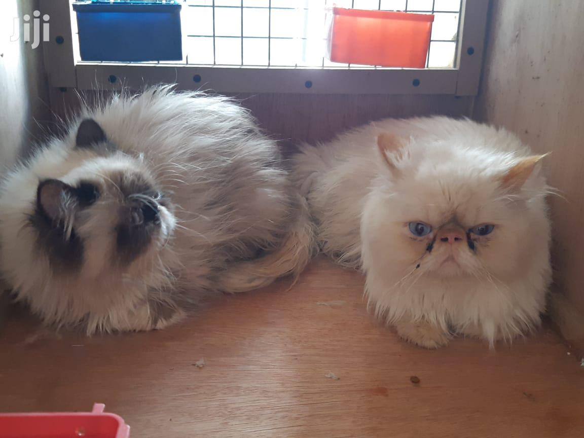 Senior Male Purebred Persian