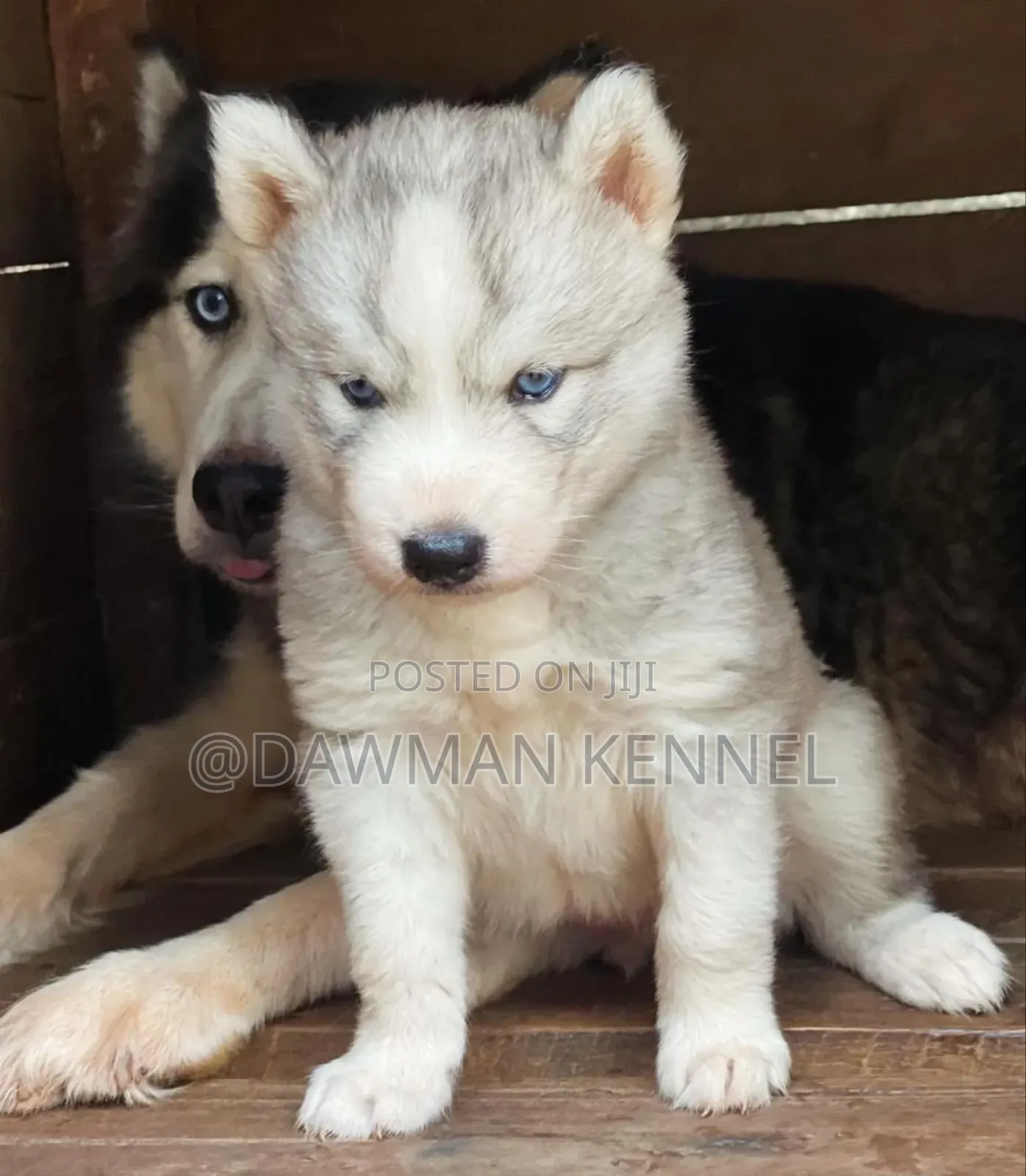 1-3 months Male Purebred Siberian Husky