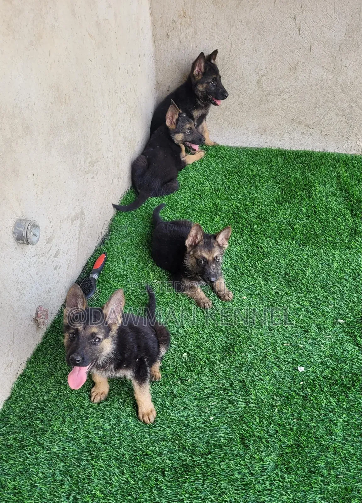 1-3 months Male Purebred German Shepherd
