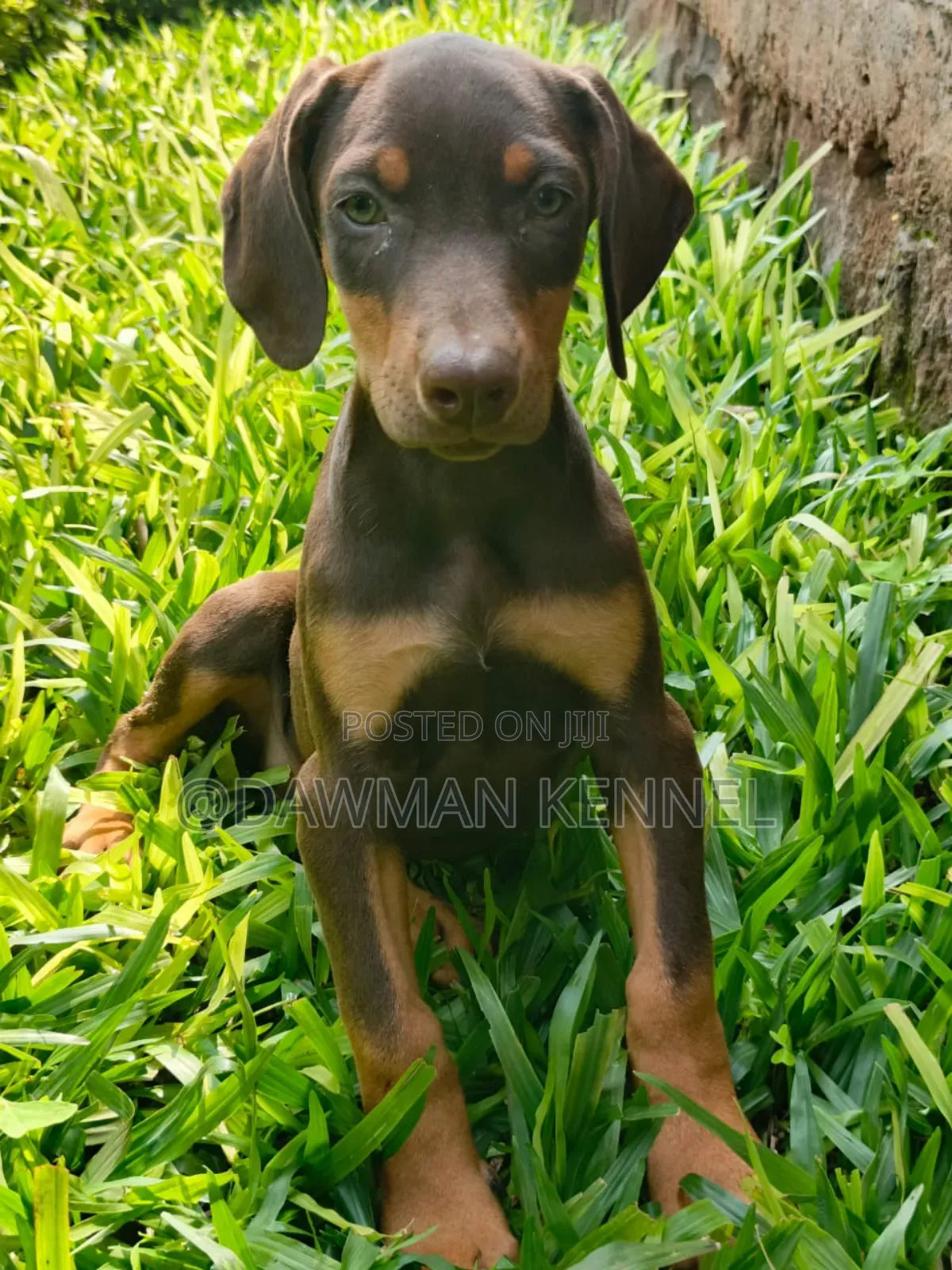 1-3 months Male Purebred Doberman Pinscher