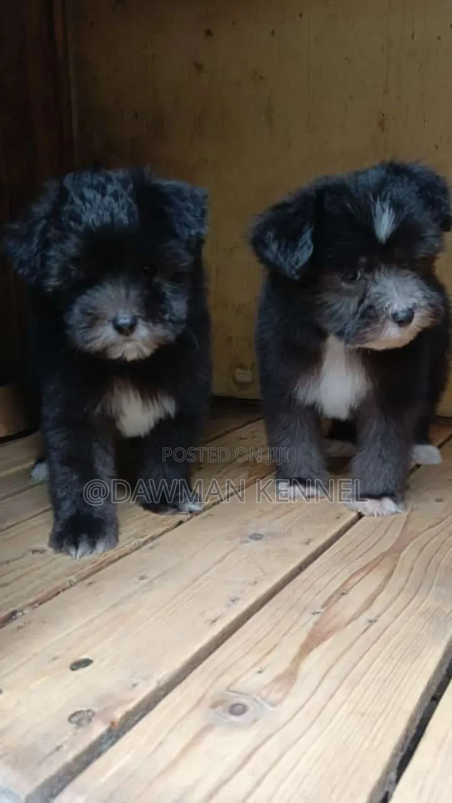 1-3 months Male Purebred Havanese
