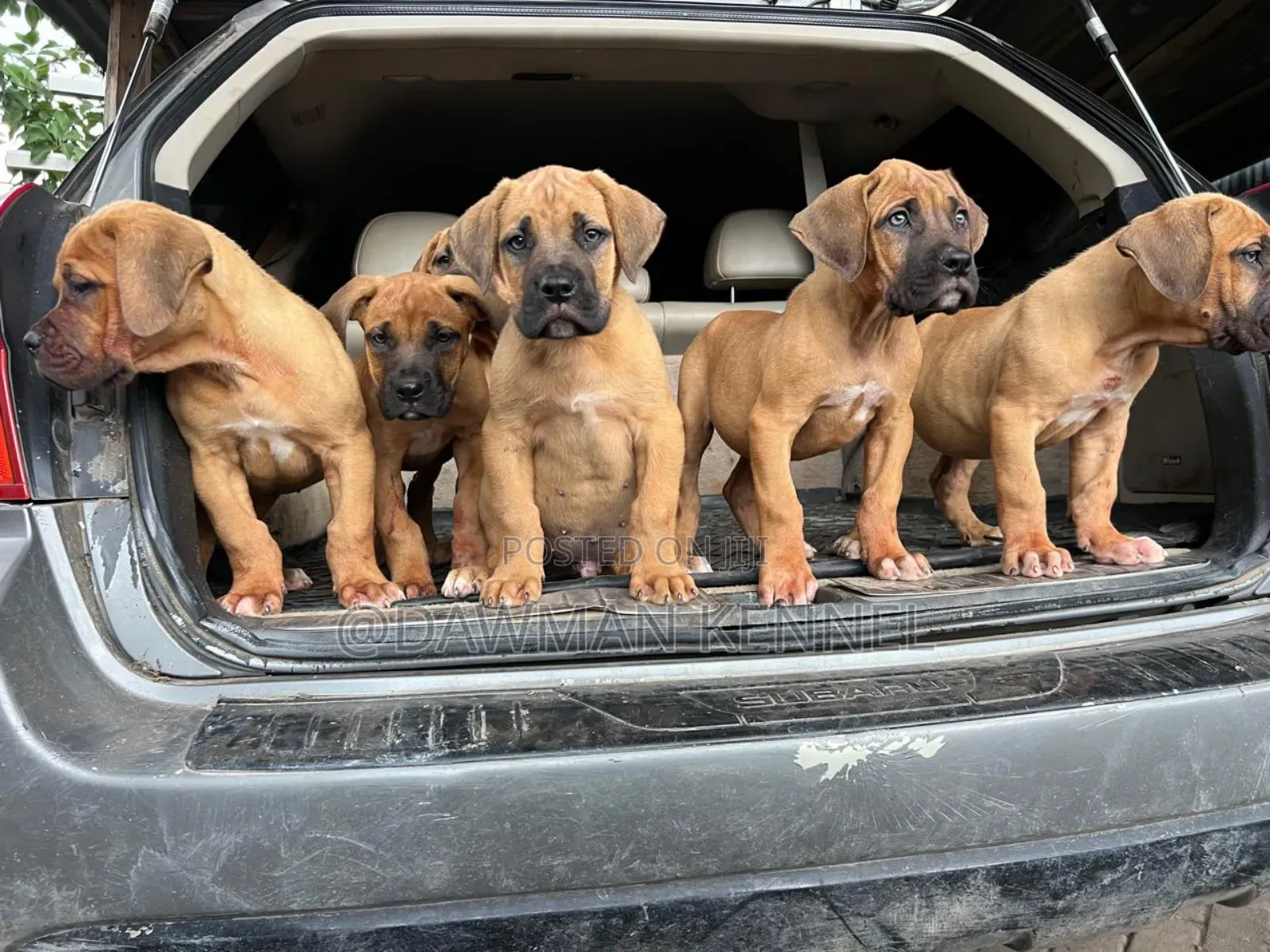 1-3 months Male Purebred Boerboel