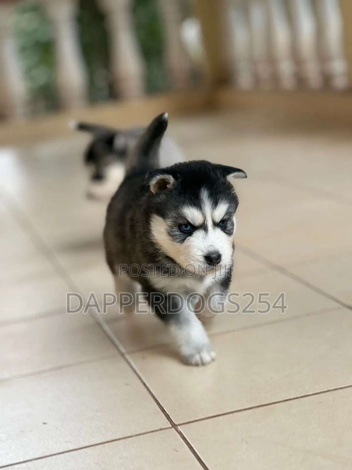 1-3 months Female Purebred Siberian Husky