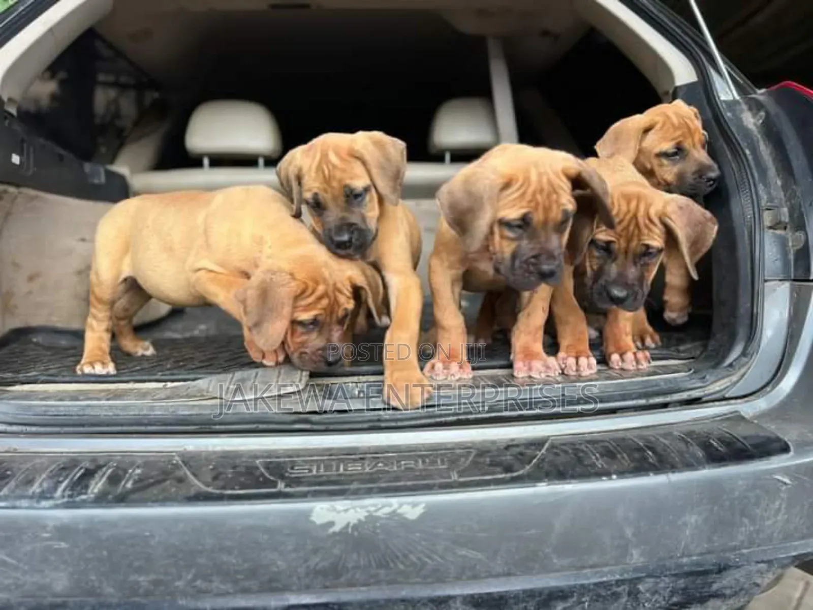 1-3 months Male Purebred Boerboel