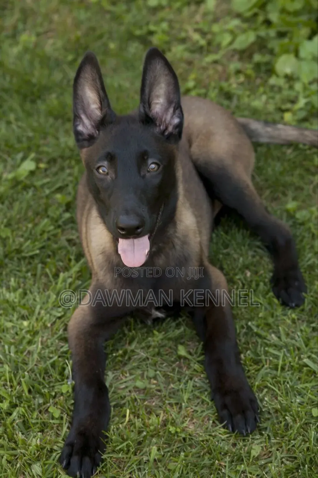 1-3 months Male Purebred Belgian Malinois