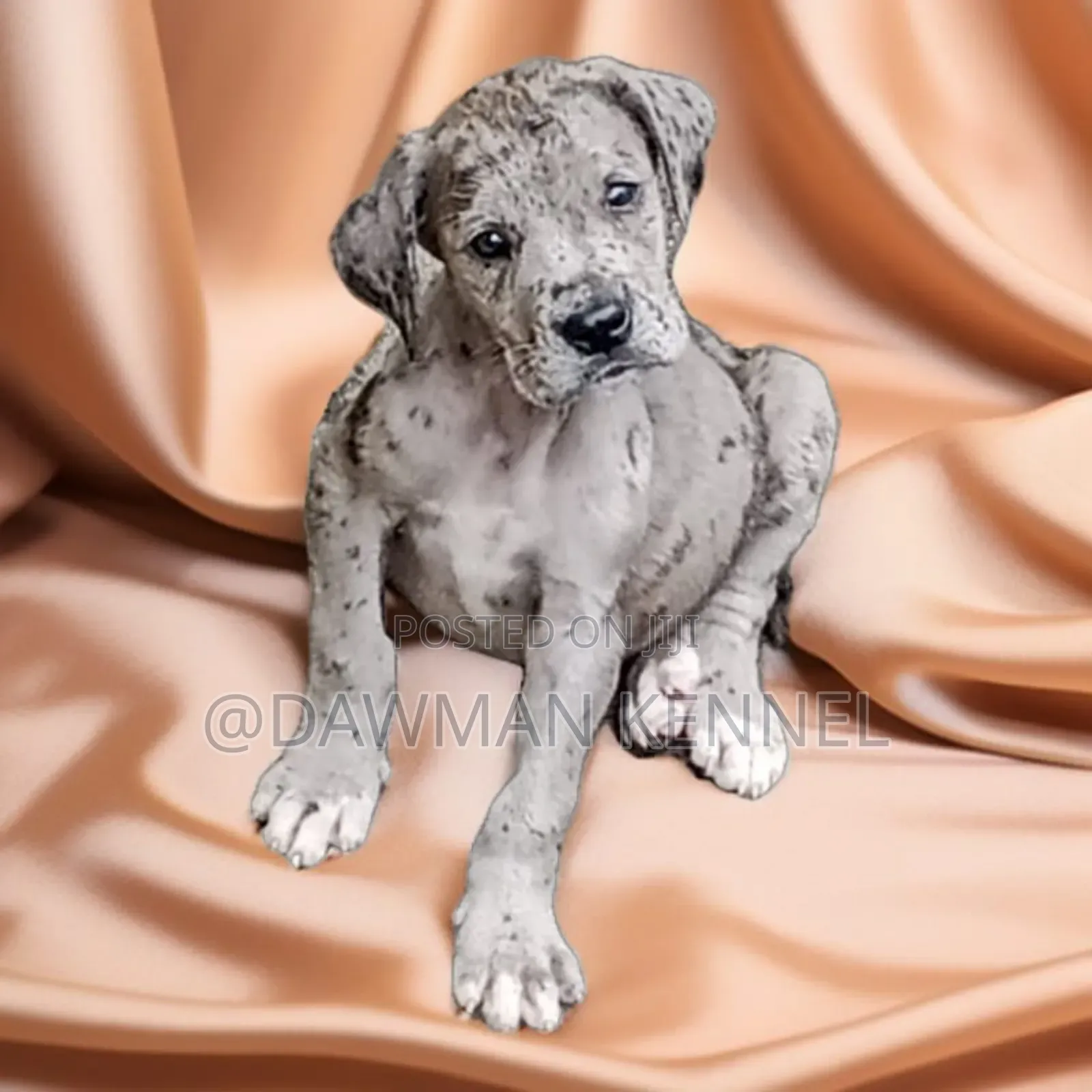 1-3 months Male Purebred Great Dane