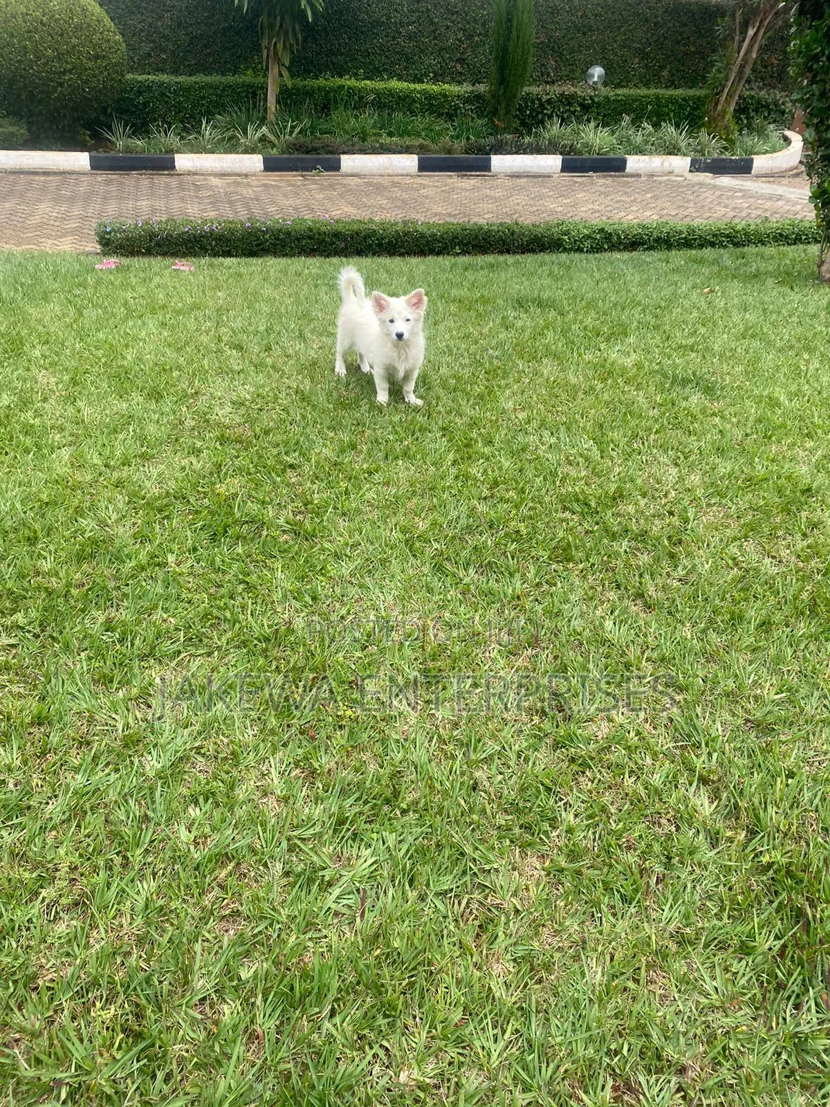 1-3 months Male Purebred Japanese Spitz
