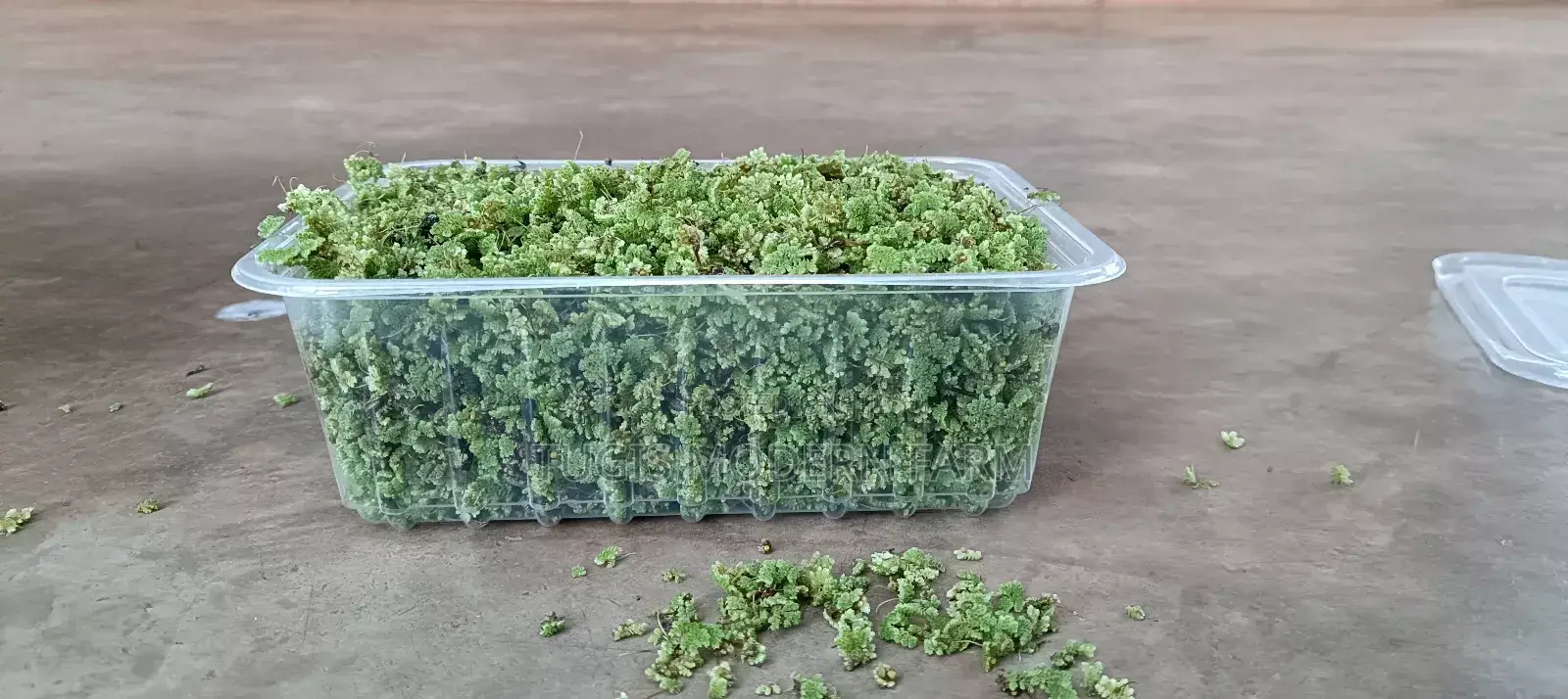Azolla Starter Pack With PDF Guide - 2000 Ml Pallet