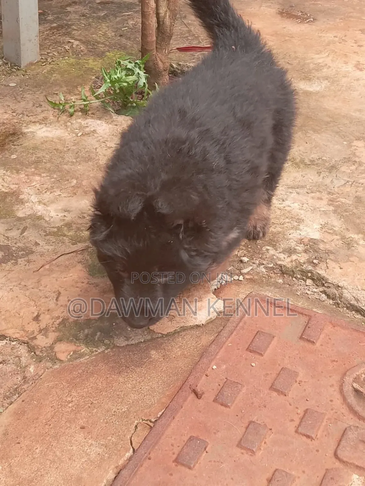 1-3 months Male Purebred German Shepherd