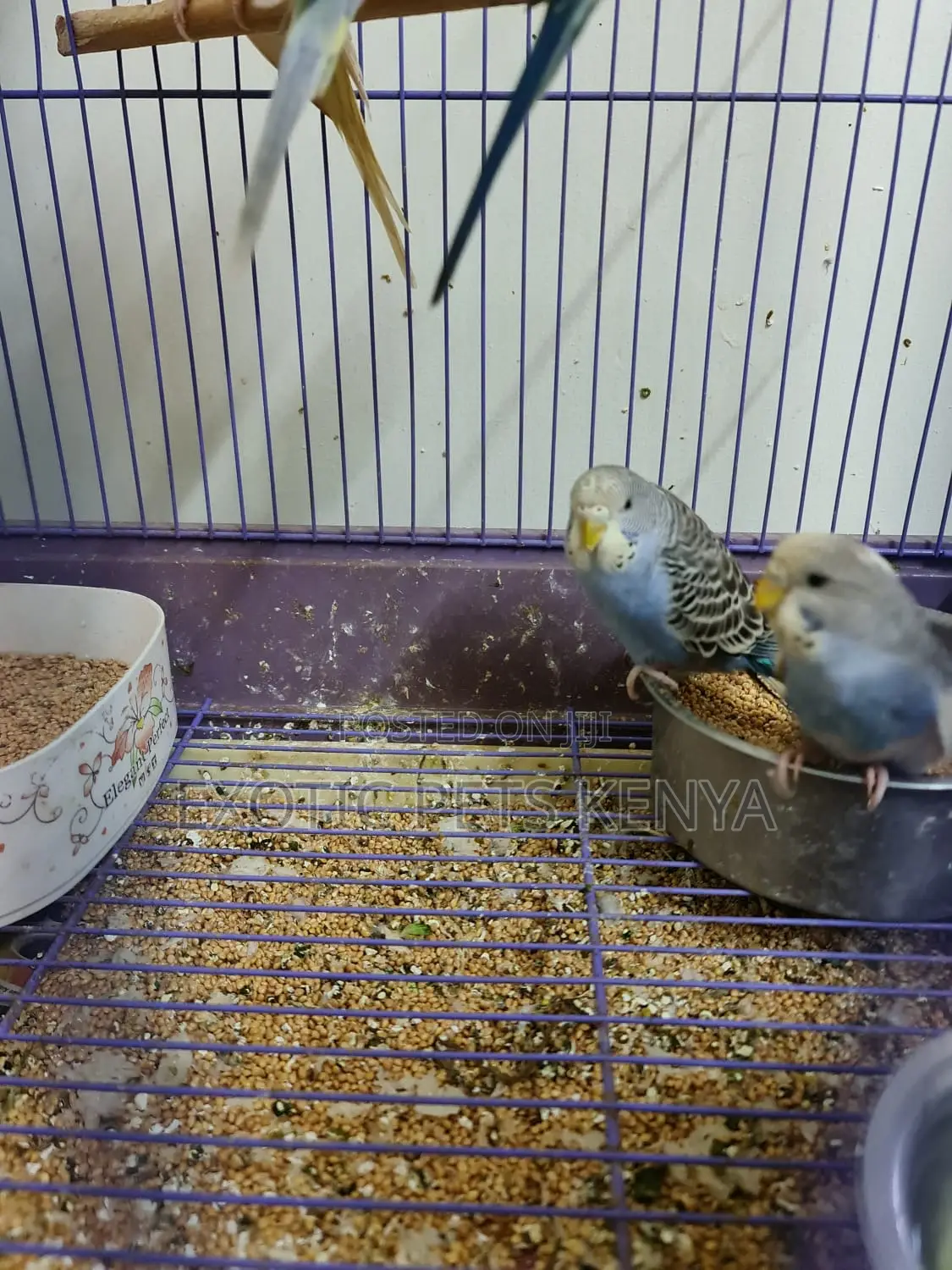 Budgies Young and Mature