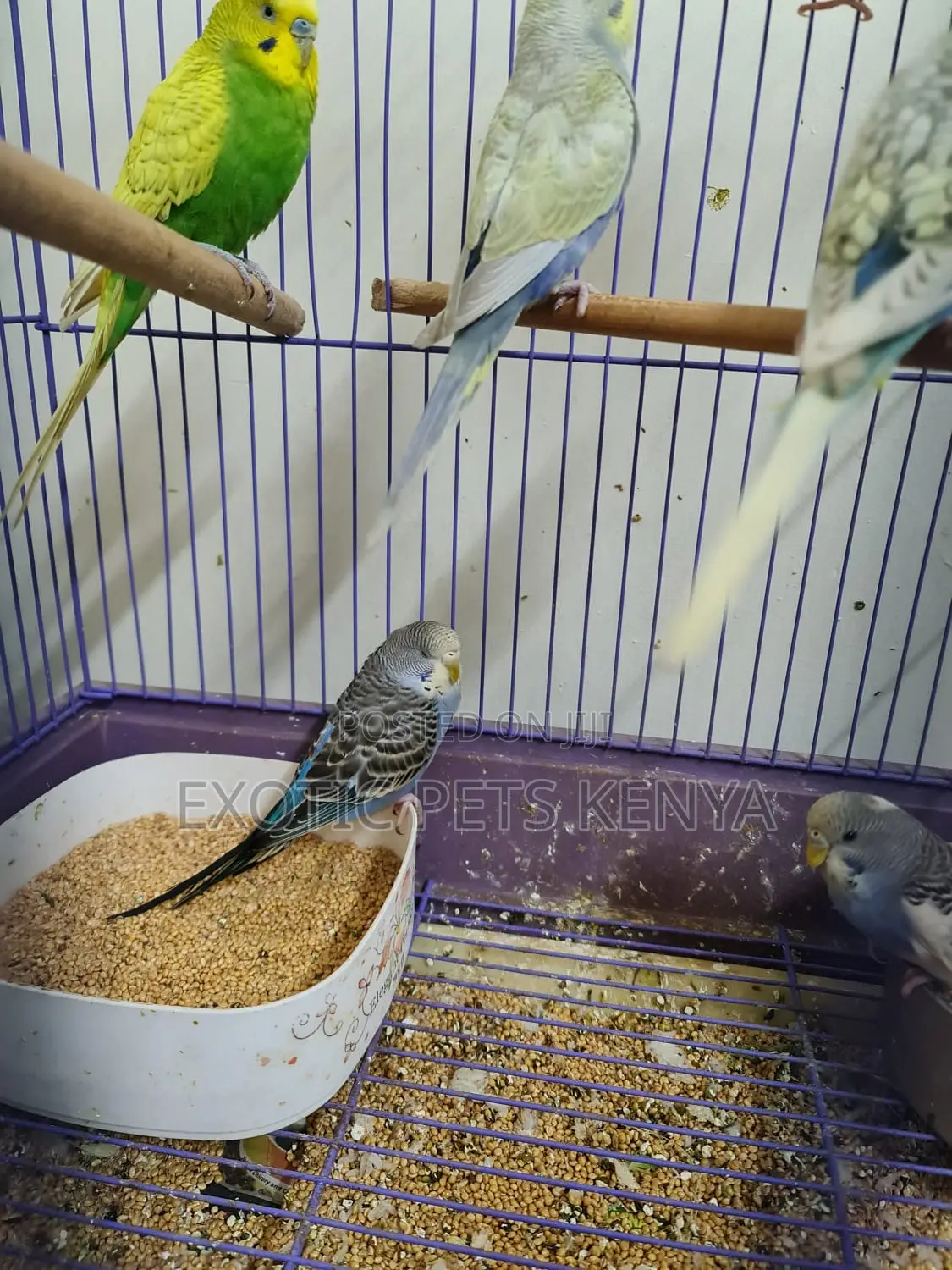 Budgies Young and Mature