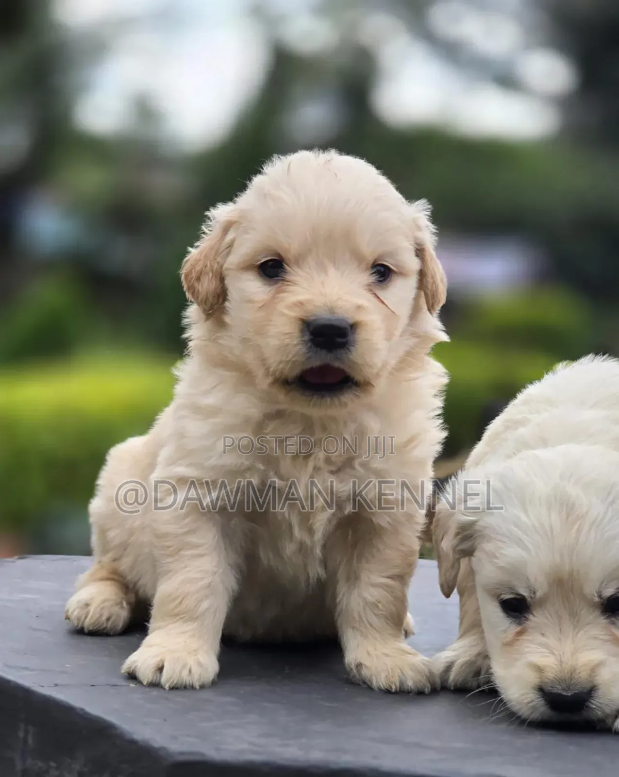 1-3 months Male Purebred Golden Retriever