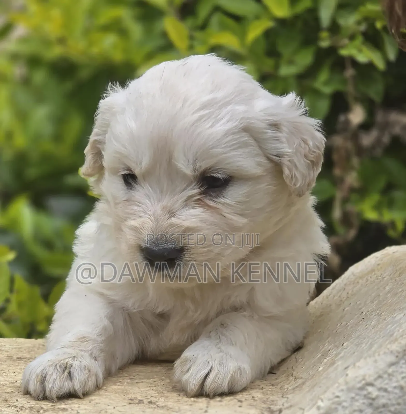 1-3 months Female Purebred Golden Retriever