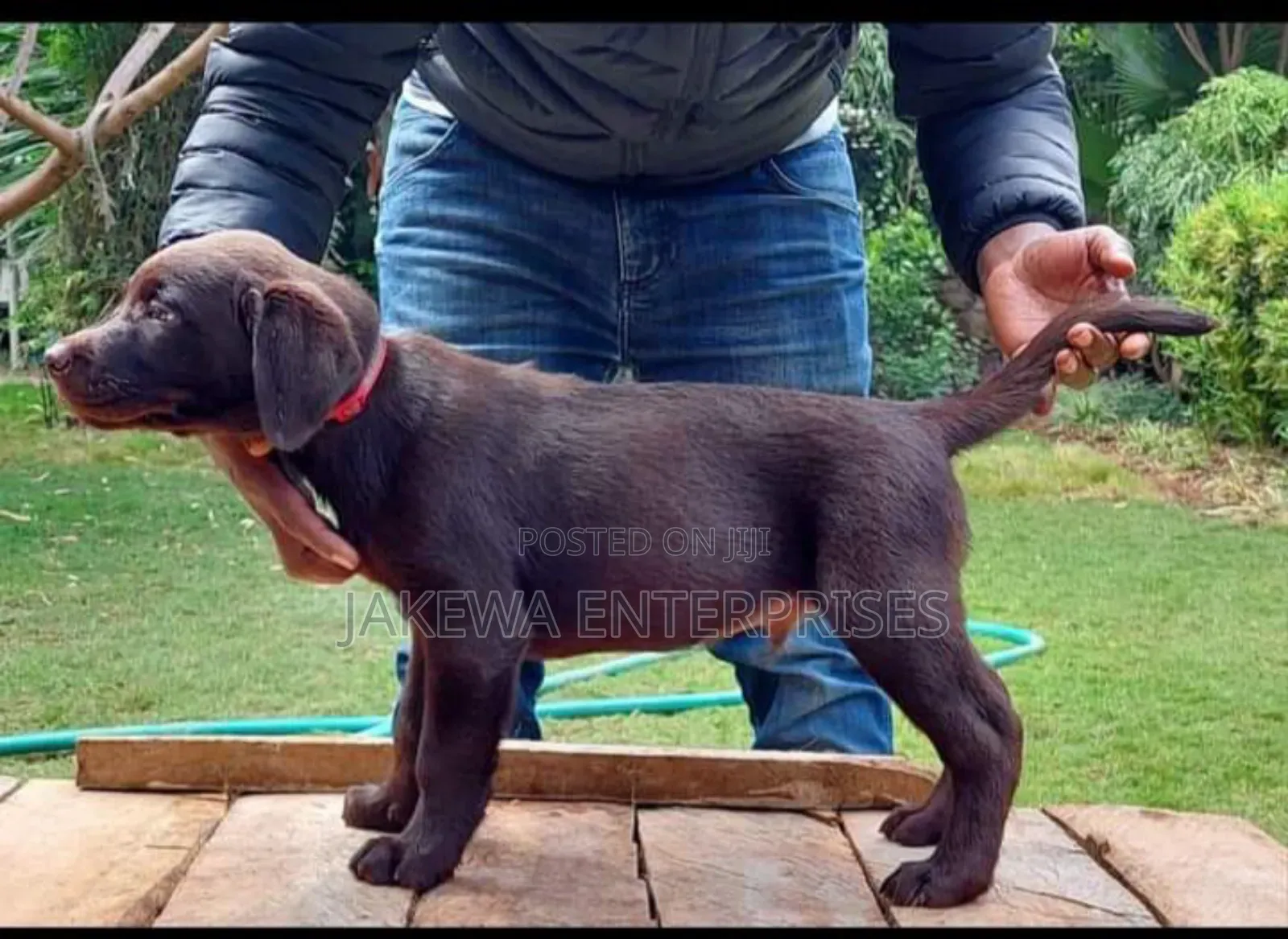 1-3 months Male Purebred Labrador Retriever