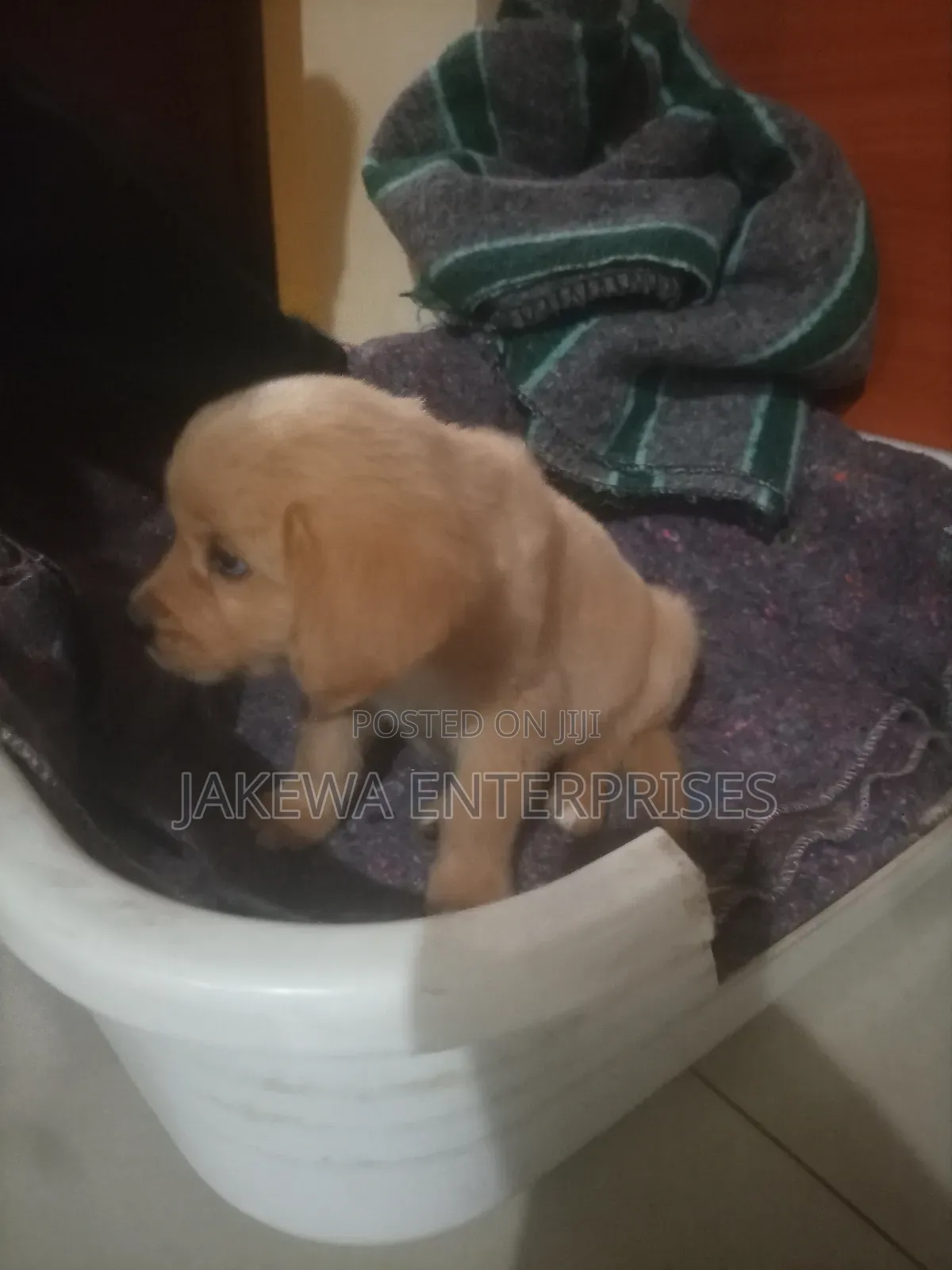 1-3 months Male Purebred Golden Retriever