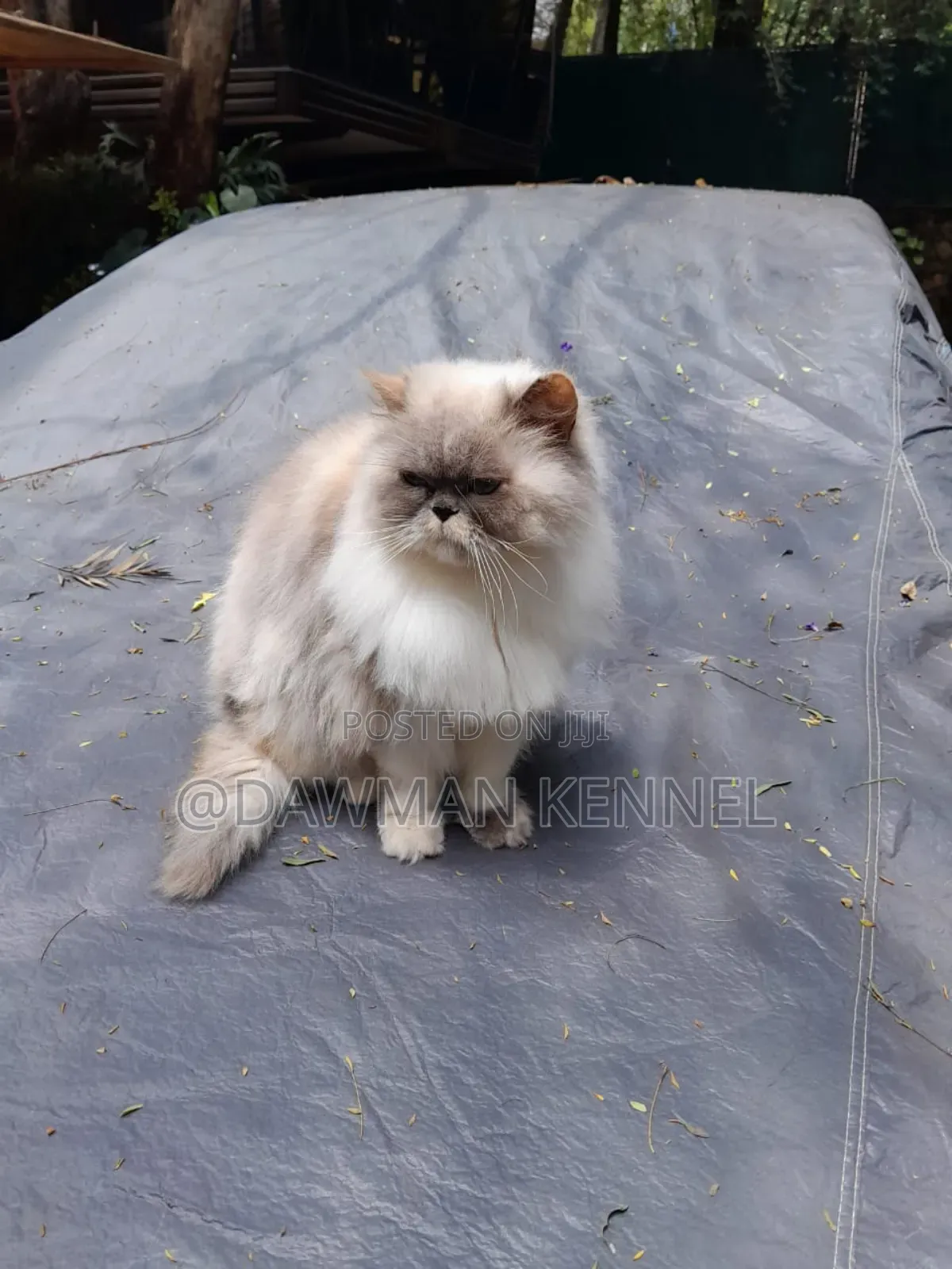 6-12 months Female Purebred Persian