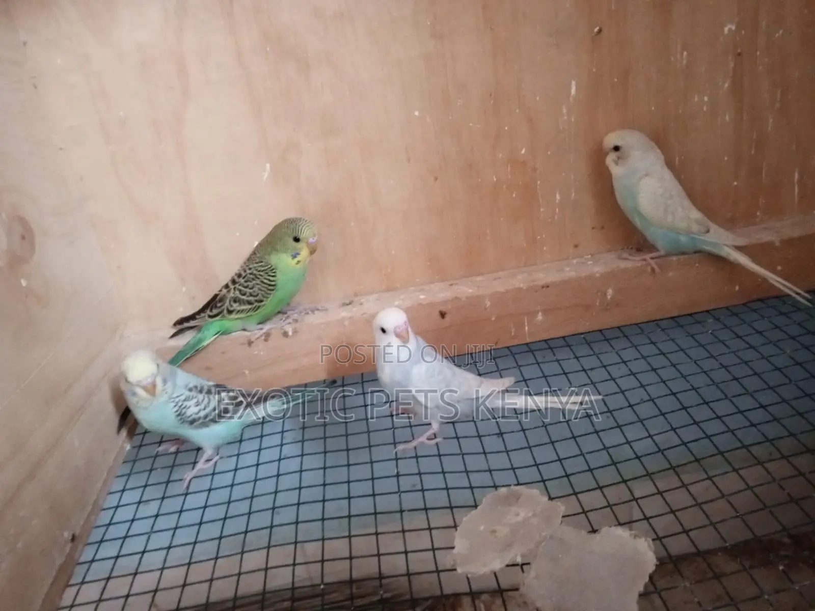 Budgies for Sale in Kenya