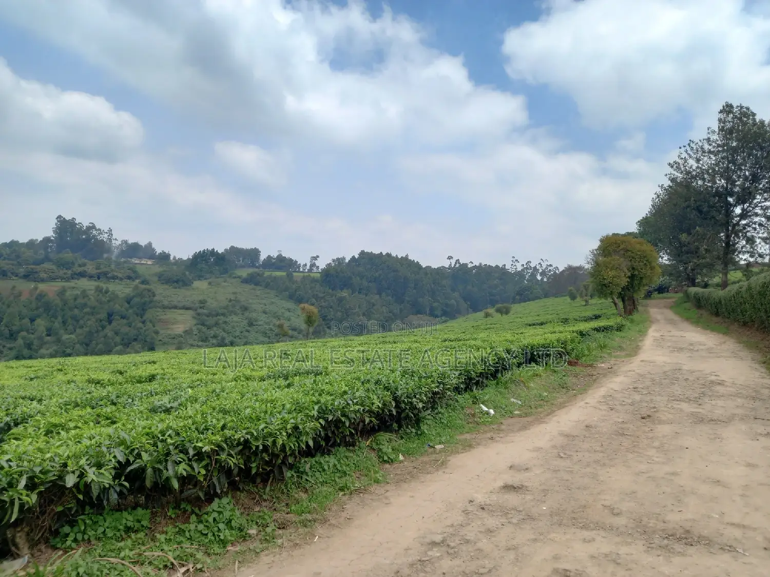 Limuru Farm 3.5 Acres Sale