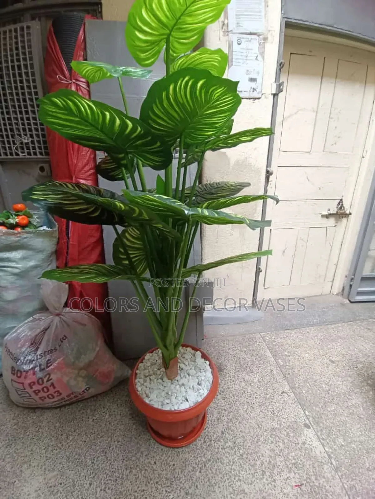 1.6m Long Stripped Plant With Vase Ksh 7500