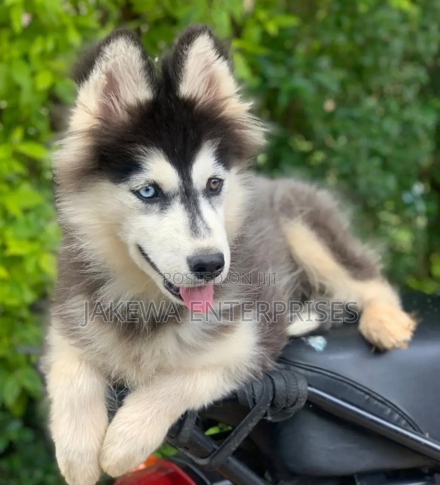 1-3 months Male Purebred Siberian Husky