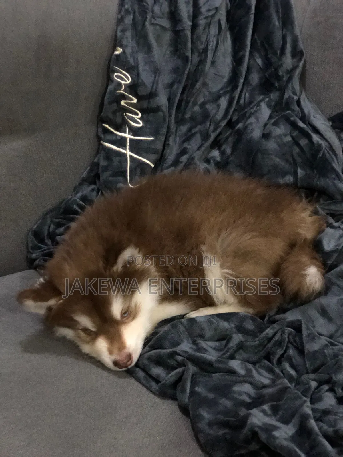 1-3 months Male Purebred Siberian Husky