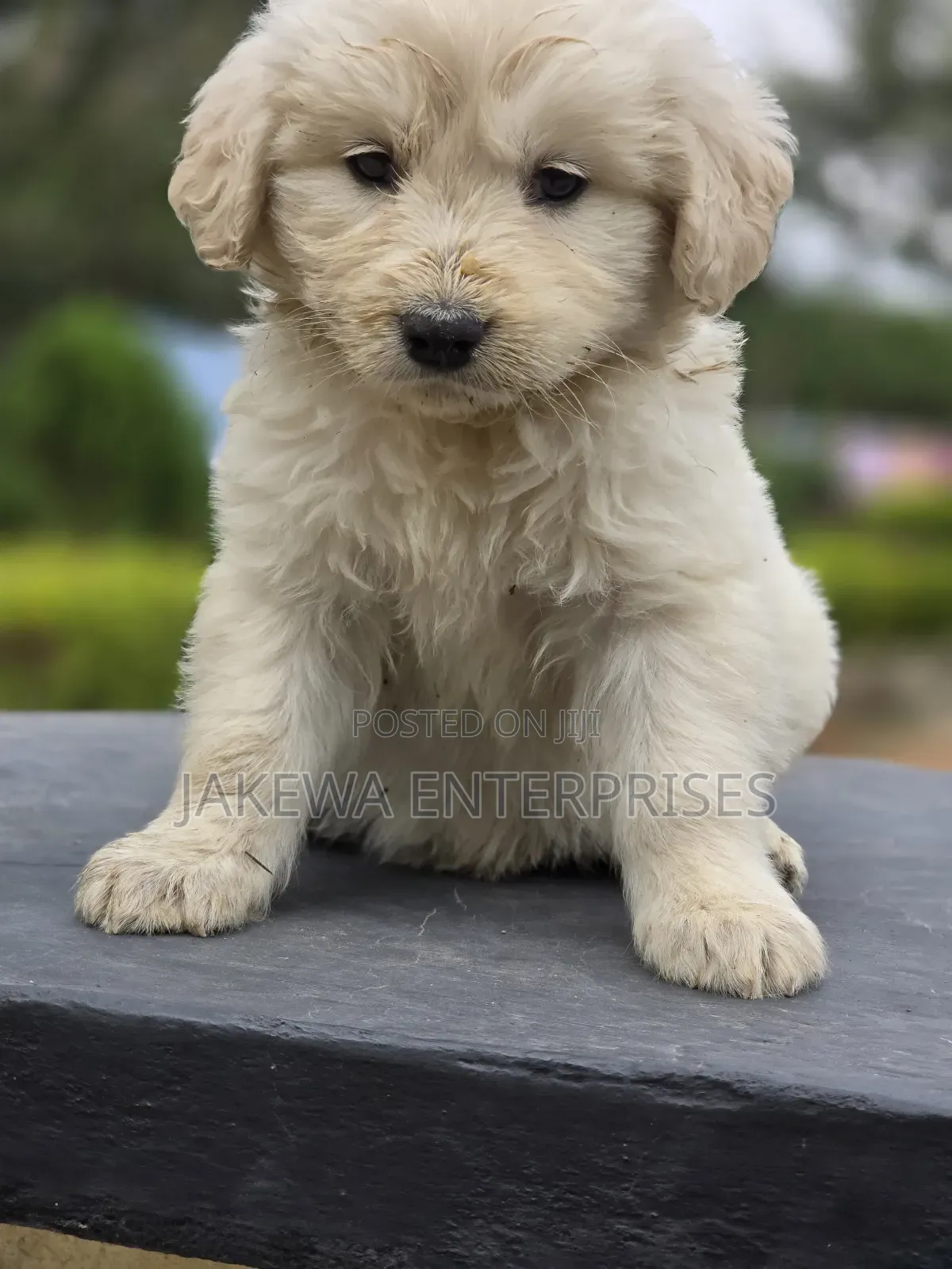 1-3 months Male Purebred Golden Retriever