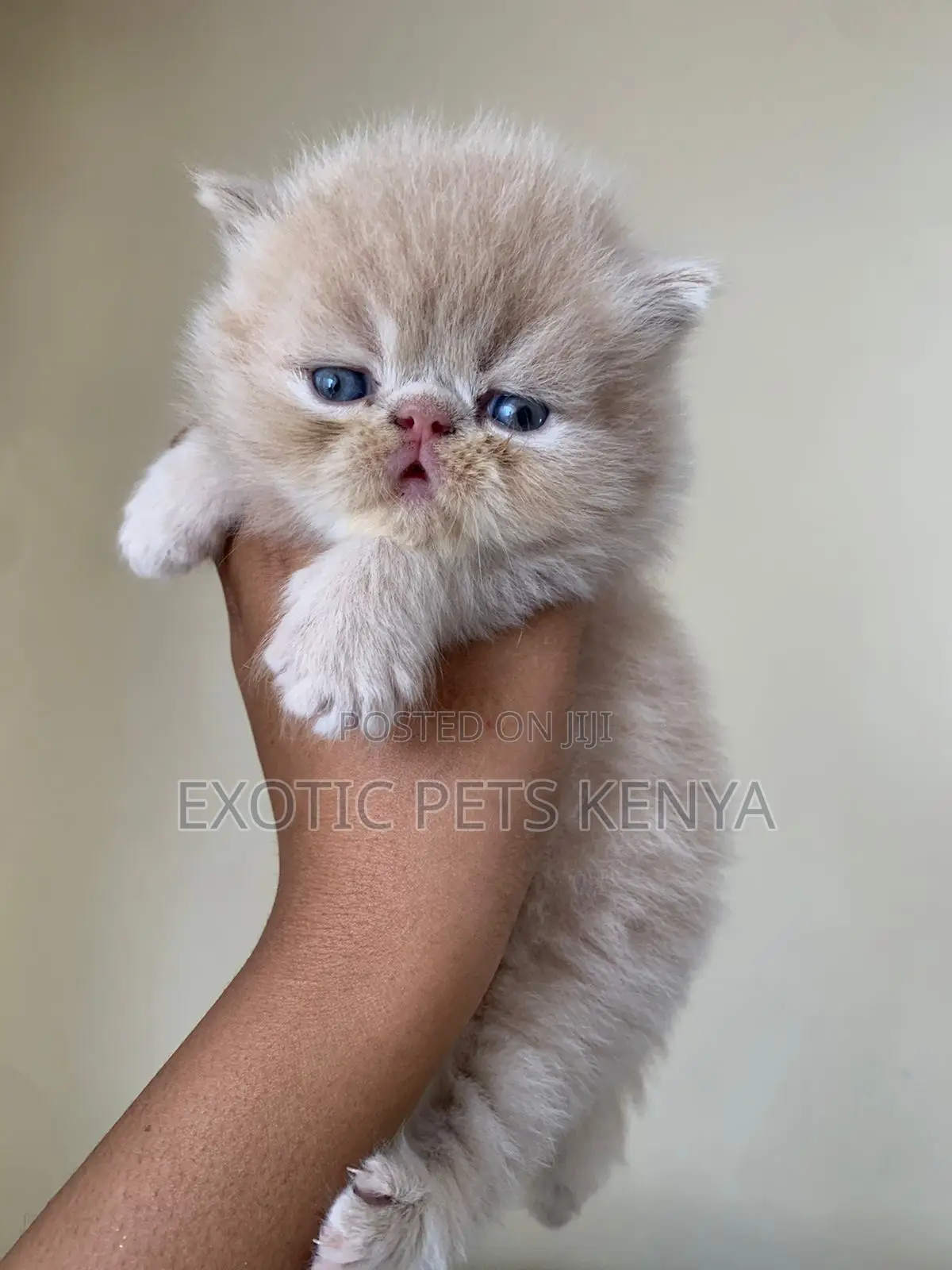 1-3 months Male Purebred Persian