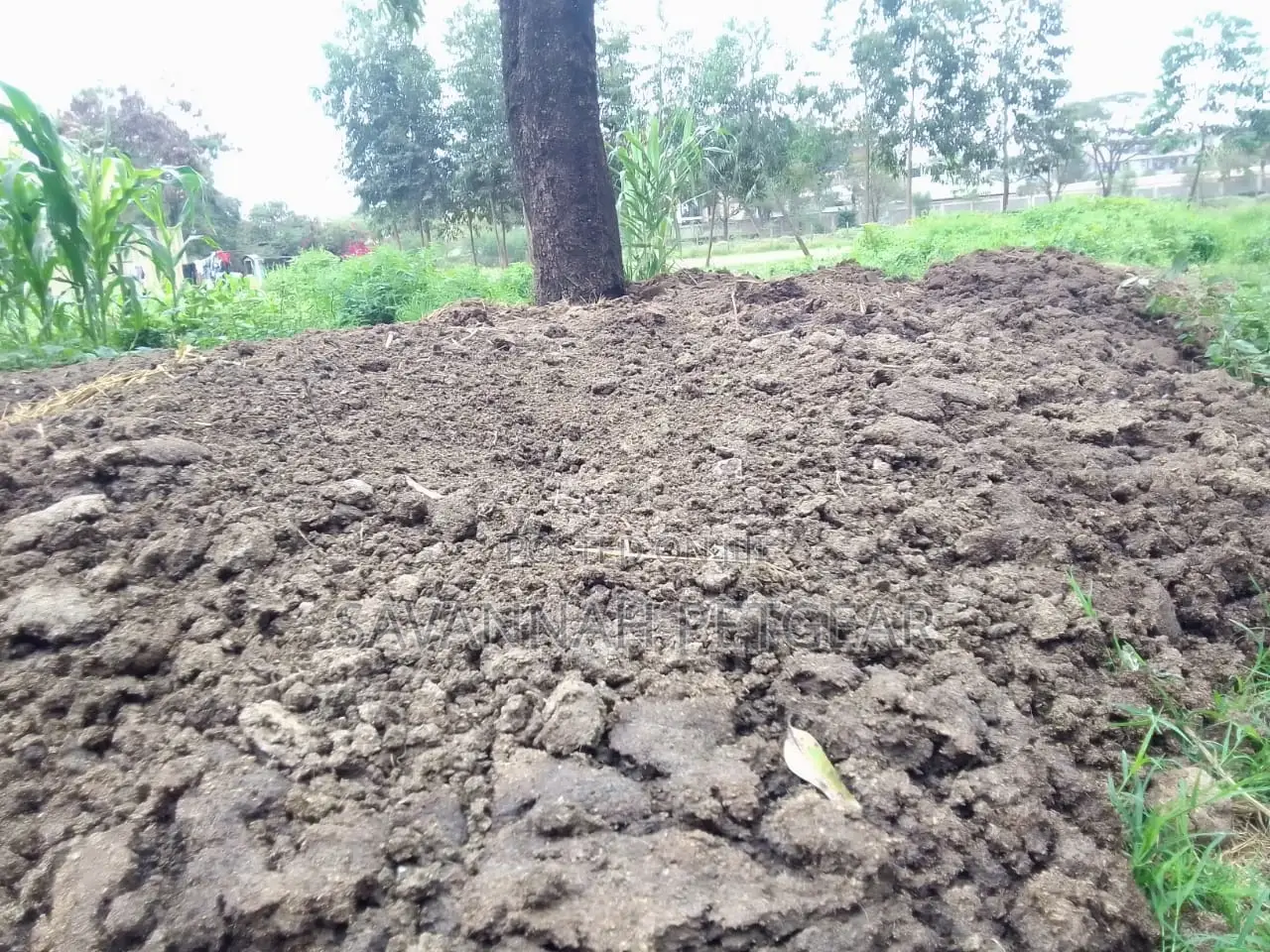 Organic and Pure Pig Manure for Sale in 90kg Sacks