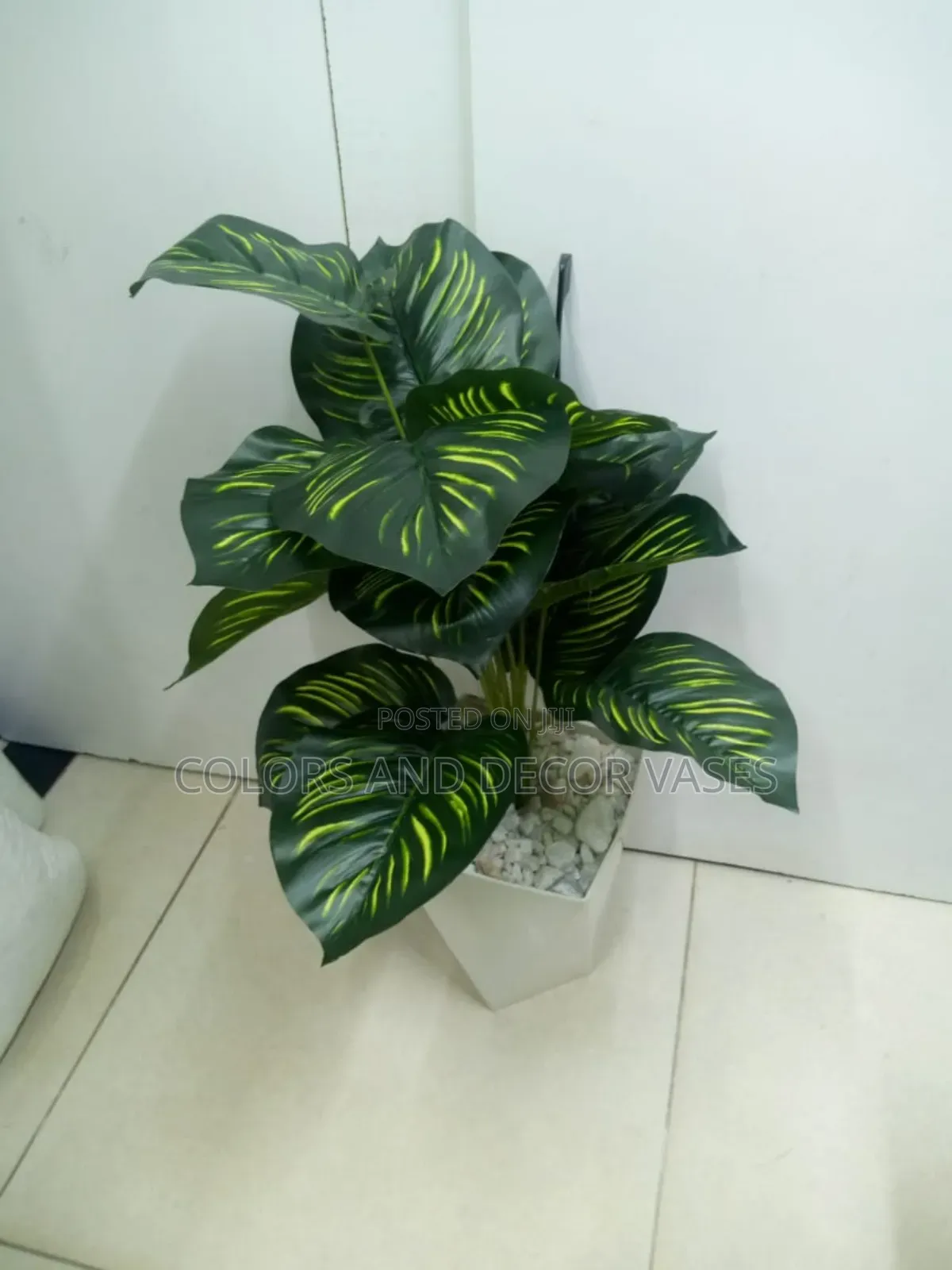 Stripped Green Plant With Plastic Vase Available