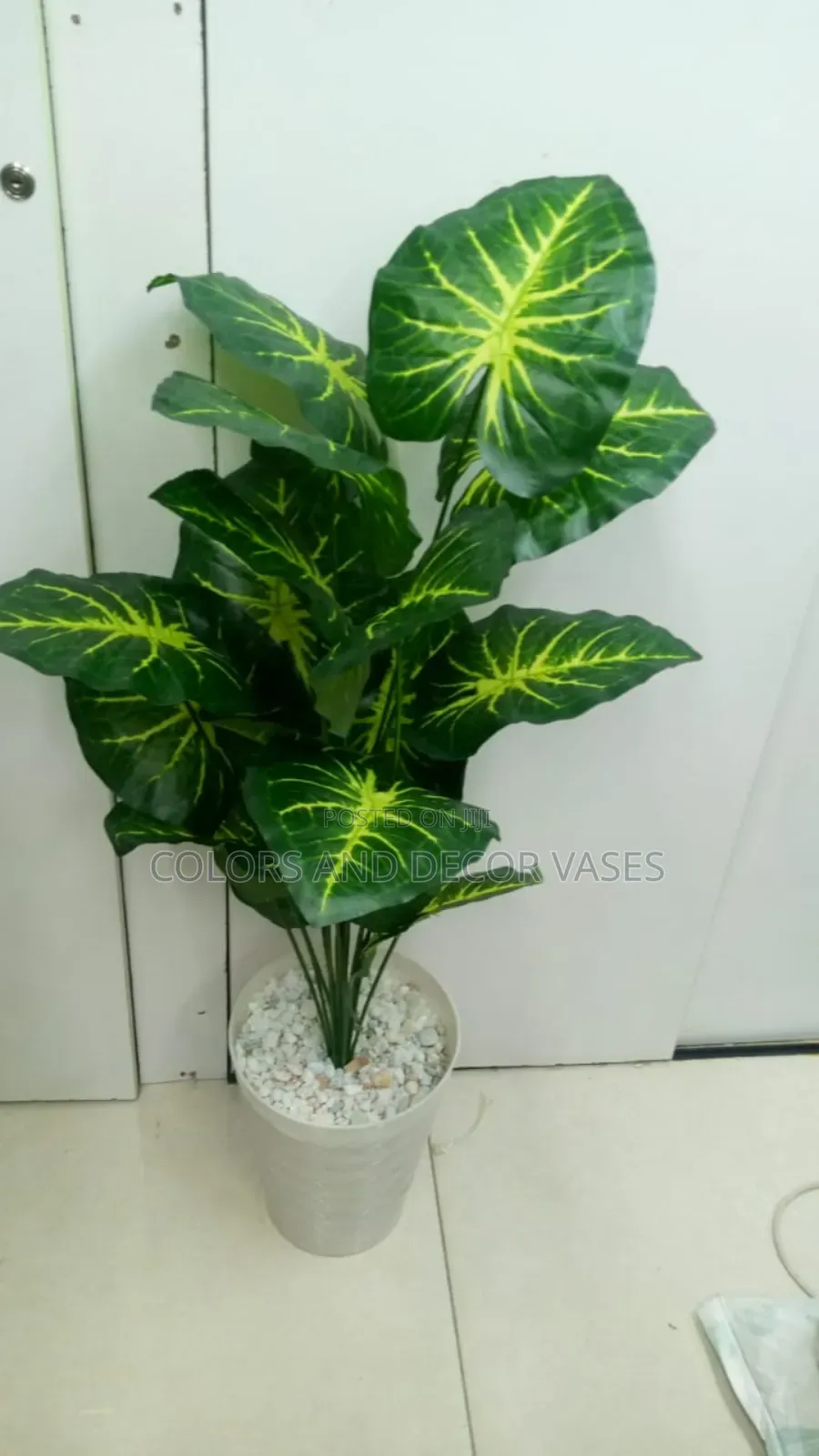Green Yellow Big Plant With Vase and Pebble Stones